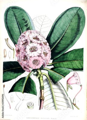 Poster Eine Cartoon-Illustration eines Rhododendrons