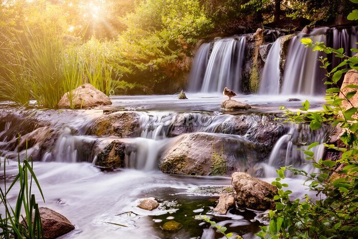 Poster Eine Entenschar gleitet über einen Wasserfall