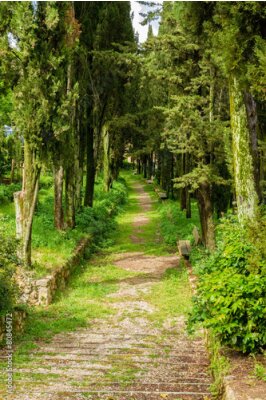 Poster Eine grüne Allee, umgeben von einer Reihe Laubbäumen