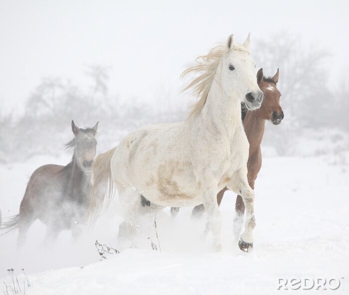 Poster Eine Herde Pferde galoppiert im Winter