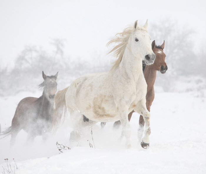 Poster Eine Herde Pferde galoppiert im Winter