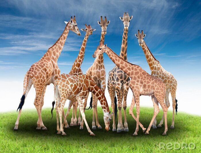 Poster Eine Herde von Giraffen auf der Wiese