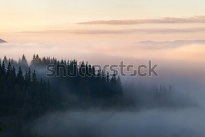 Poster Eine in Nebel gehüllte Waldlandschaft
