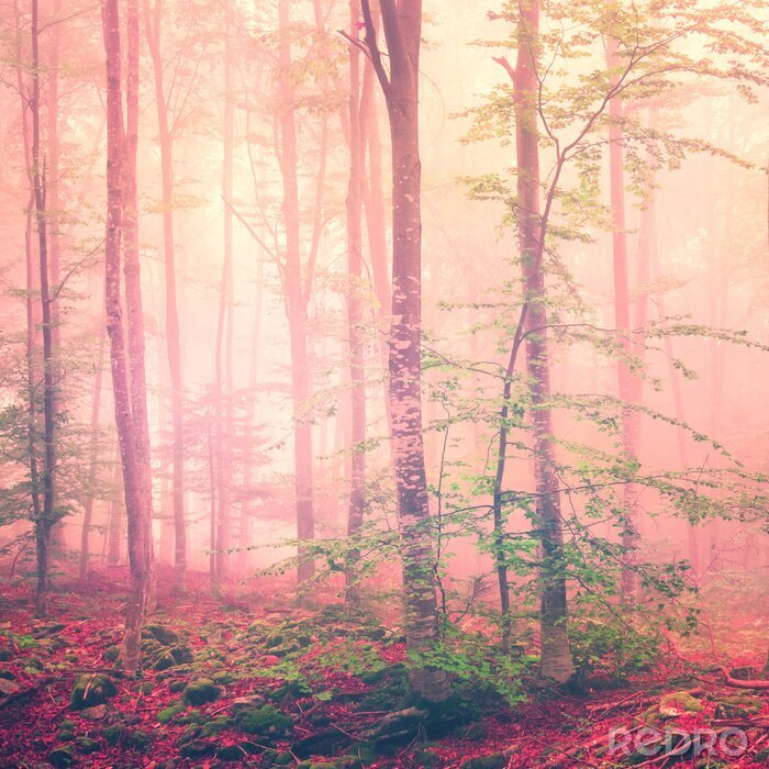 Poster Eine in vielfarbigen Nebel gehüllte Waldlandschaft