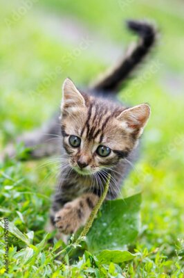 Poster Eine kleine graue Katze im Gras