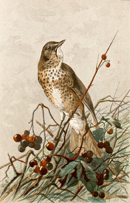 Poster Eine Lerche auf einem Ebereschenbaum