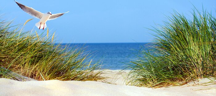 Poster Eine Möwe kreist über dem Gras, das auf den Dünen wächst.