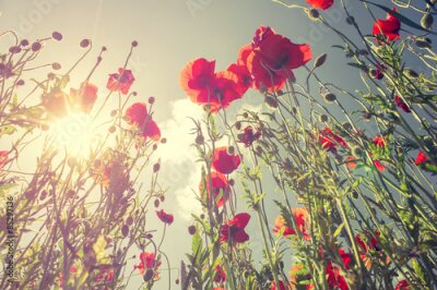 Poster Eine rote Mohnblume, die sich gegen den Himmel erhebt