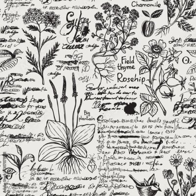 Poster Eine Seite aus einem botanischen Atlas