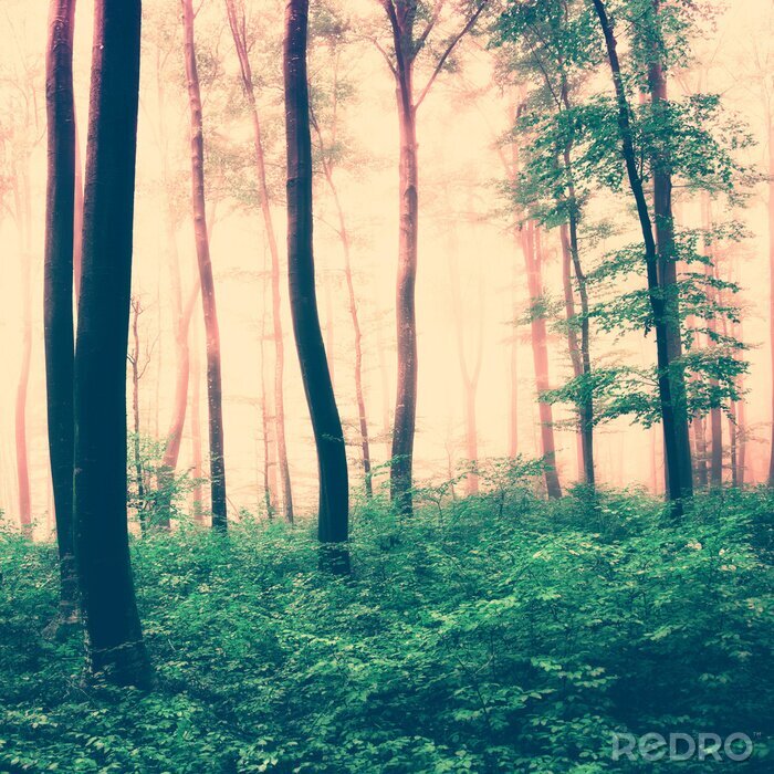 Poster Eine sepiafarbene Waldszene mit grünem Unterholz und Baumkronen