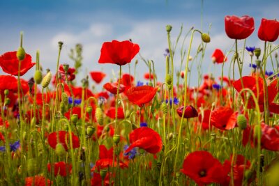 Eine Wiese mit Mohnblumen und Kornblumen