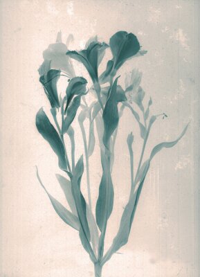 Poster Eine zarte Blume auf dem alten Foto