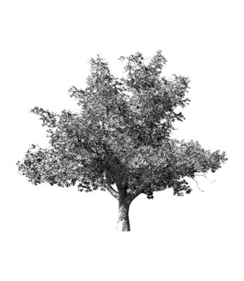 Poster Einsamer Baum schwarz-weiß