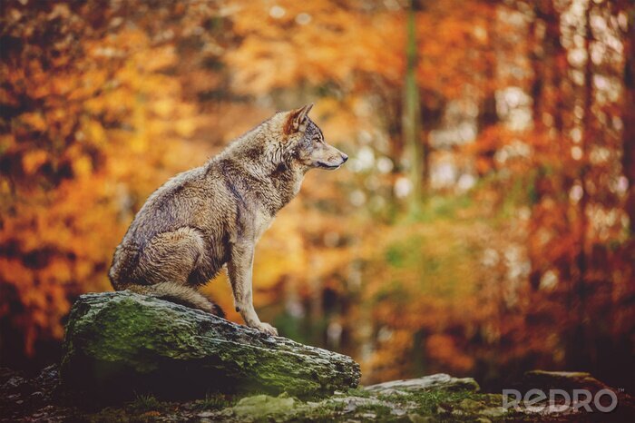 Poster Einsamer Wolf auf einem Felsen