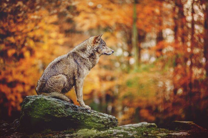 Poster Einsamer Wolf auf einem Felsen