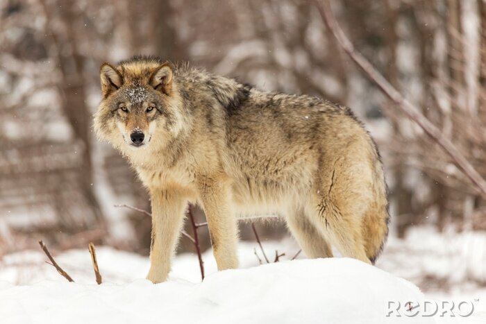 Poster Einsamer Wolf im Schnee
