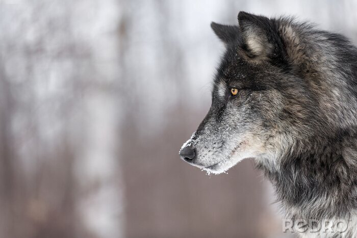 Poster Einsamer Wolf in der Winterzeit