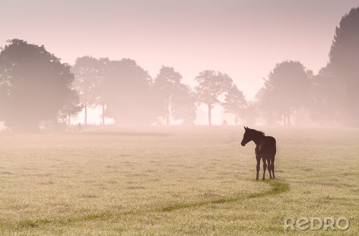 Poster Einsames pferd im nebel