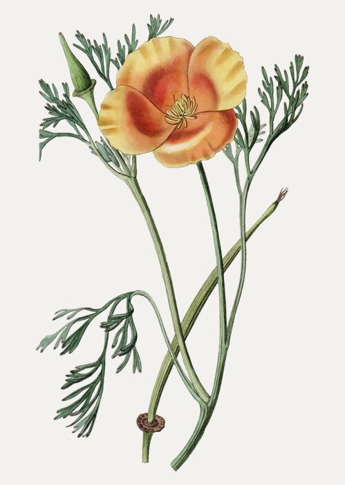 Poster Einzelne Blume und Triebe von orangefarbenem Mohn