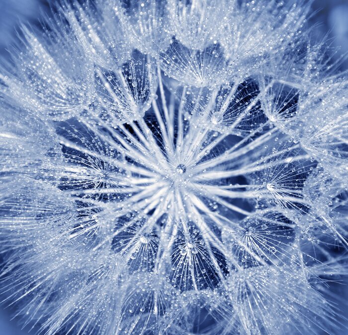 Poster Einzelne Blume vom Löwenzahn