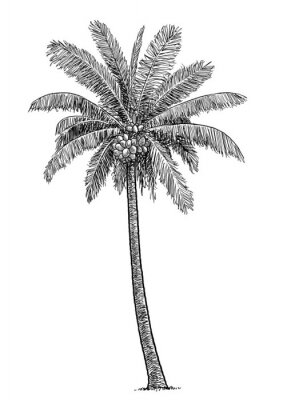 Einzelne einsame Palme Skizze schwarz-weiß