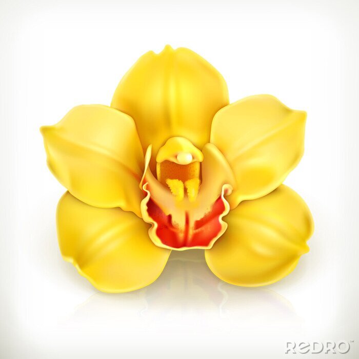 Poster Einzelne gelbe Orchidee auf weißem Hintergrund