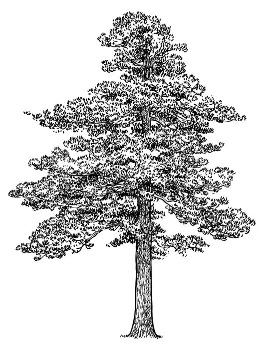 Poster Einzelne Kiefer Skizze schwarz-weiß