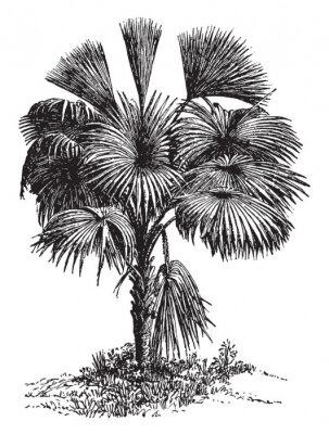 Poster Einzelne Palme in Schwarz und Weiß