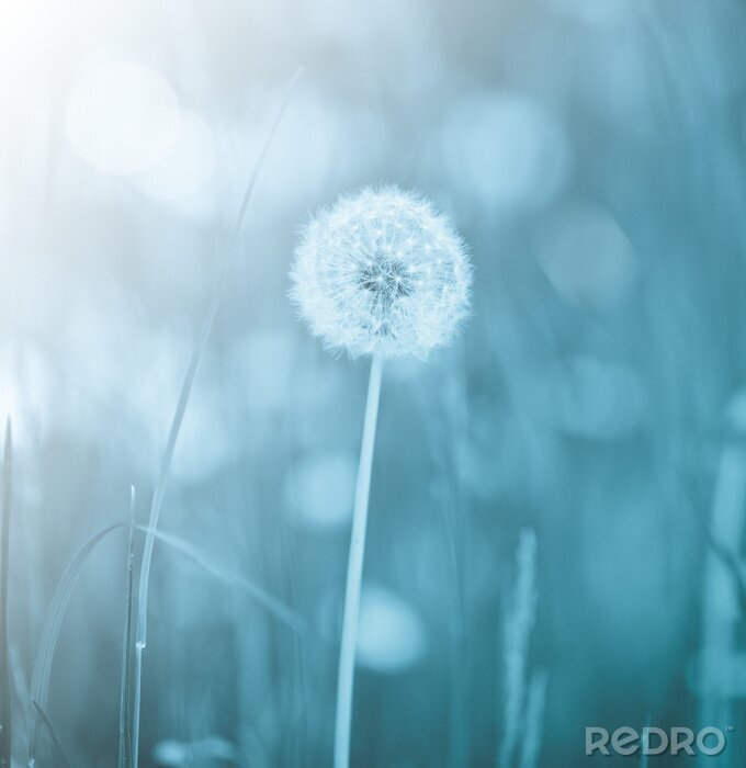 Poster Einzelne Pusteblume auf blauem Hintergrund