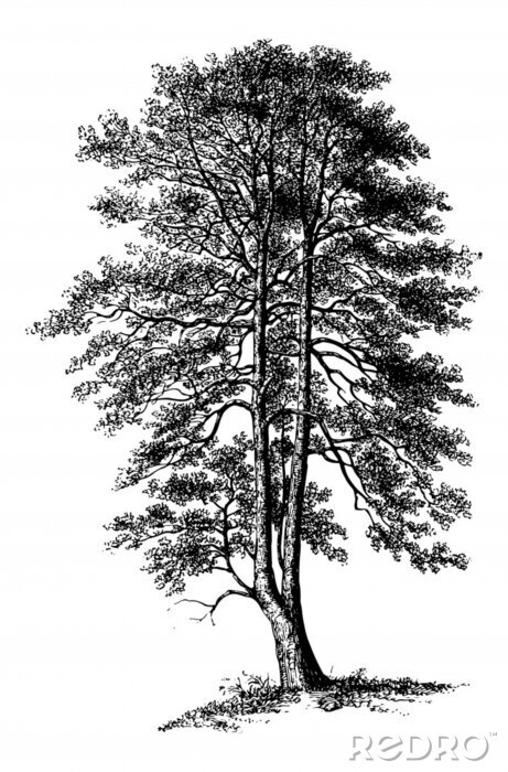 Poster Einzelner Baum auf schwarz-weißer Skizze