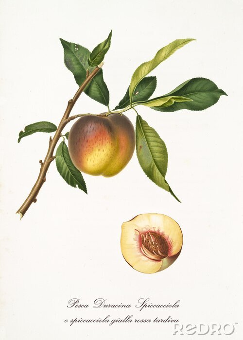 Poster Einzelner Pfirsich in Retro-Ästhetik