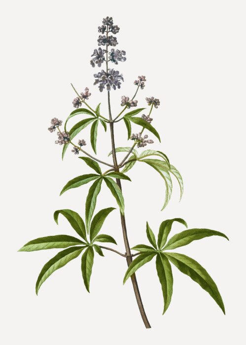 Poster Einzelner Zweig des Mönchspfeffers
