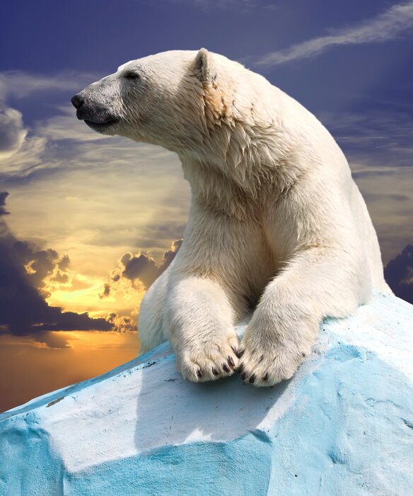 Poster Eisbär auf dem Himmel-Hintergrund