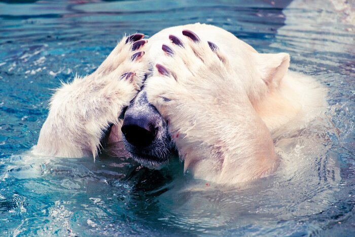 Poster Eisbär im Wasser