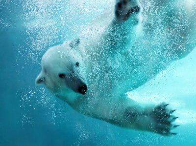 Poster Eisbär unter Wasser