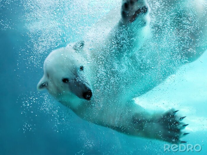 Poster Eisbär unter Wasser