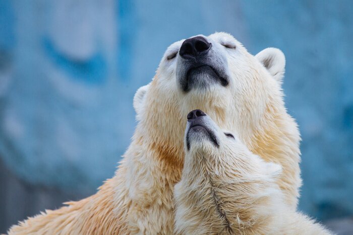 Poster Eisbären auf dem blauen Hintergrund