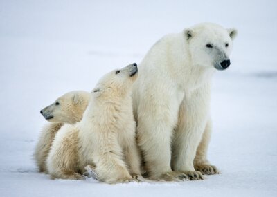 Poster Eisbären im Winter