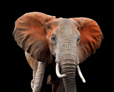 Elefant 3D auf dunklem Hintergrund