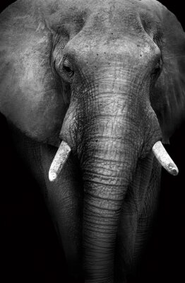 Elefant auf schwarzen Hintergrund