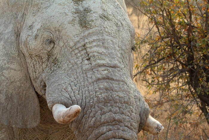 Poster Elefant aus nächster Nähe
