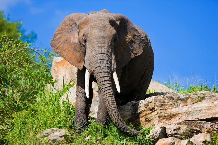 Poster Elefant im blauen Himmel