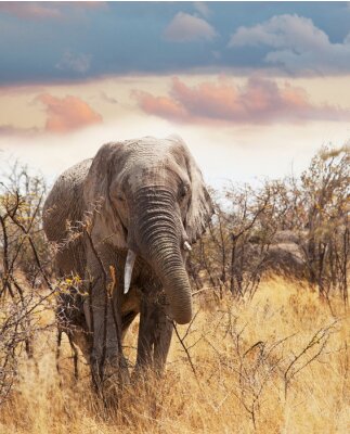 Poster Elefant im hohen Gras