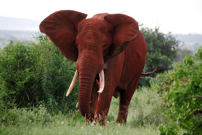 Poster Elefant in einem Nationalpark