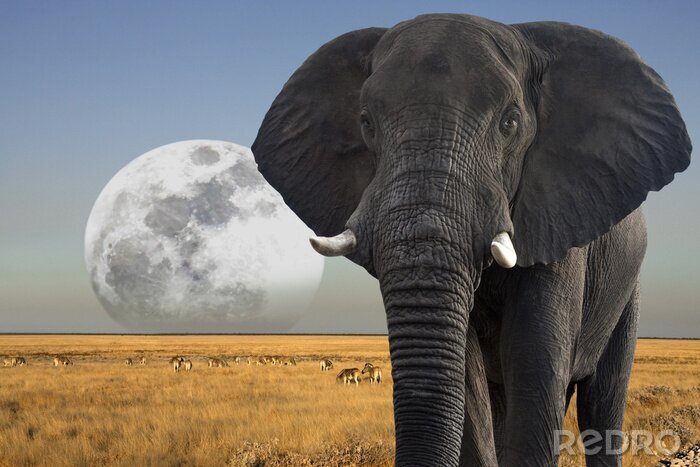 Poster Elefant mit Mond im Hintergrund