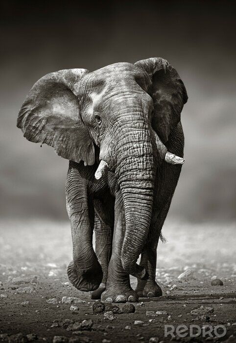 Poster Elefant Schwarz Weiß laufender