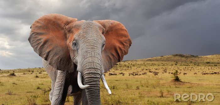 Poster Elefant vor dem Hintergrund der Wolken
