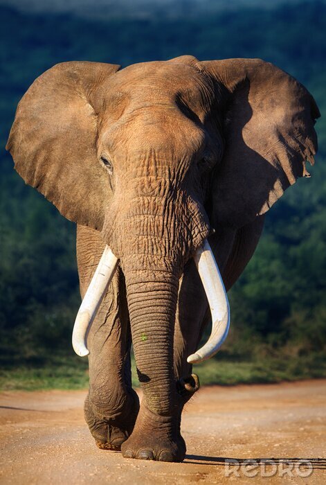 Poster Elefant wandert auf dem Weg
