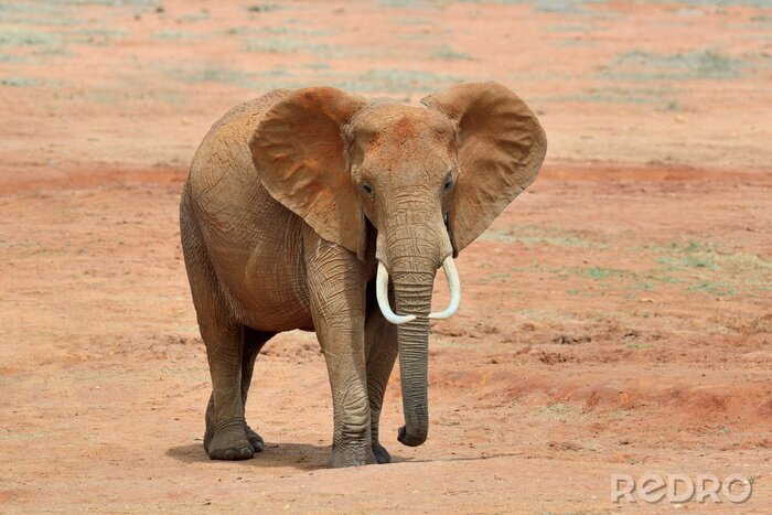 Poster Elefant wandert in der Savanne