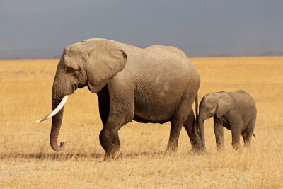 Elefanten auf Safari im Nationalpark